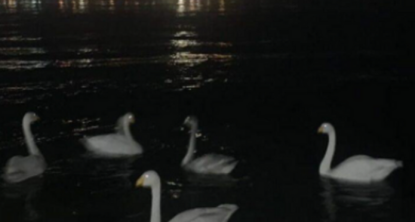 «Это не запрещено!»: в Новороссийске молодые люди кидали петарды в лебедей