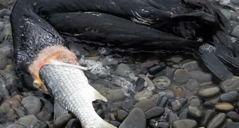 «Драма на охоте»: фотограф из Новороссийска запечатлела баклана, который не смог проглотить свою добычу