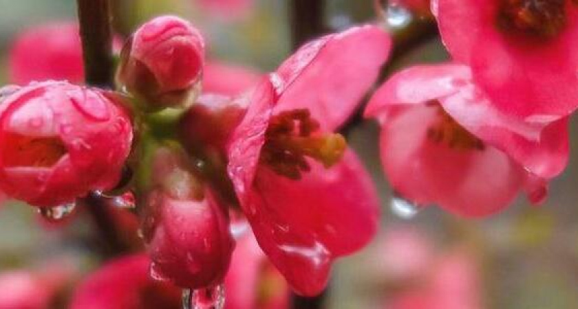 «Весна идет, весне дорогу!»: 10 фото первых весенних цветов в Новороссийске