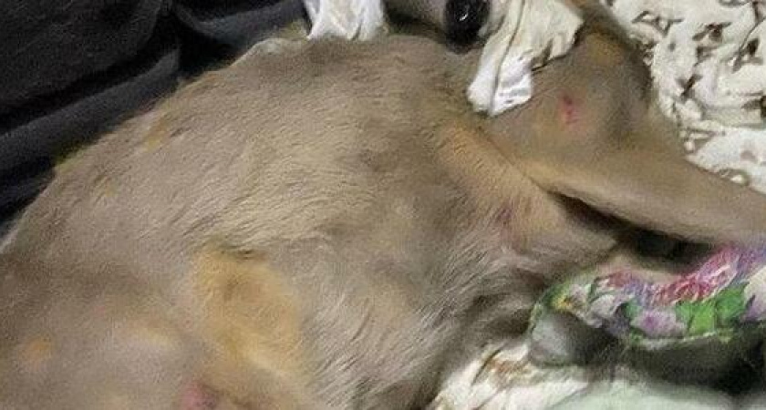 Жители Новороссийска не смогли спасти беременную косулю с открытым переломом лапы