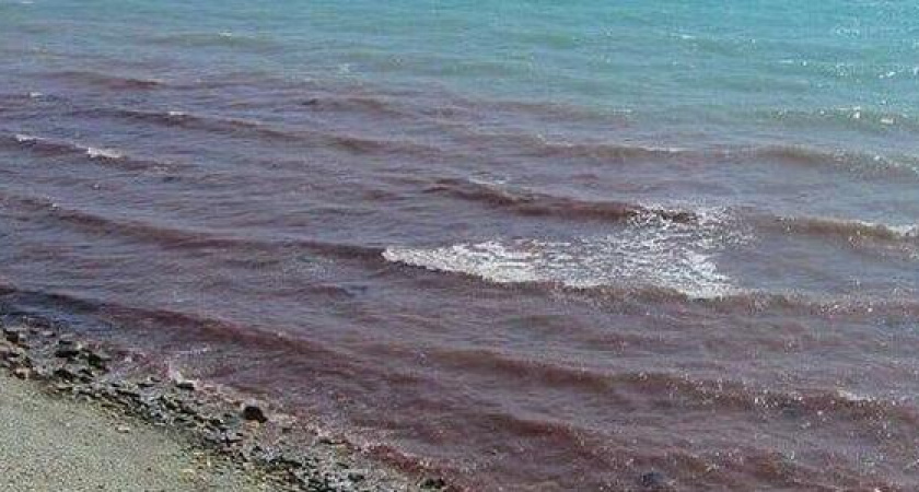 Без паники: в Анапе Черное море стало красным