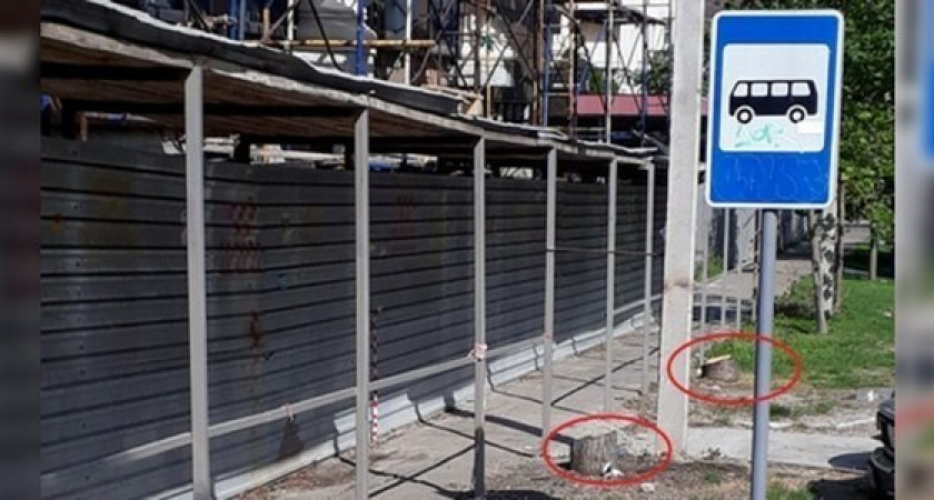 В центре Новороссийска вырубают липы