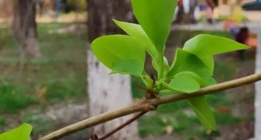 Вот это зима! В Новороссийске в декабре на деревьях и кустарниках появились листья