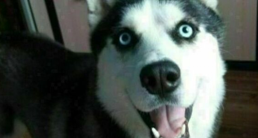 В Новороссийске похитили хаски и требовали выкуп. Собаку держали в клетке для кроликов (видео)