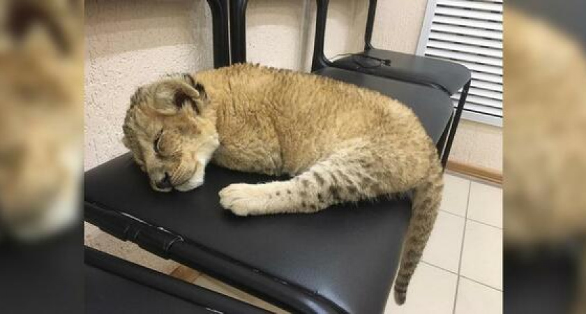 Под Анапой львенка, занесенного в Красную книгу, спасли от мучительных фотосессий