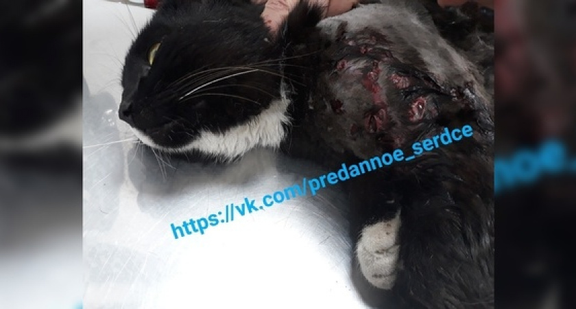 «Месиво из осколков костей»: в пригороде Новороссийска расстреляли уличного кота