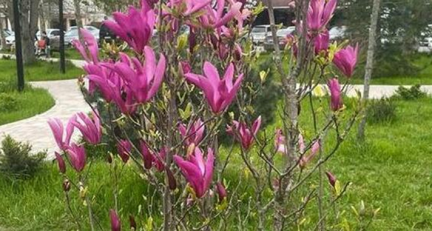 В сквере Чайковского в Новороссийске зацвела магнолия