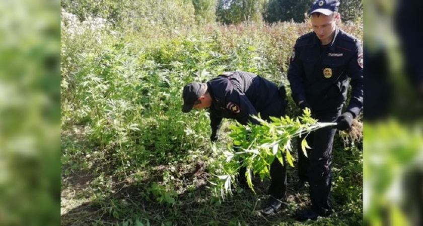 1,5 килограмма наркотиков и 5 уголовных дел: в Новороссийске подведены итоги четвертого этапа операции «Мак-2019»