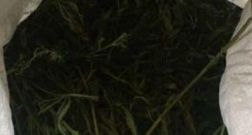 Житель Новороссийска вырастил 47 кустов конопли на своем участке