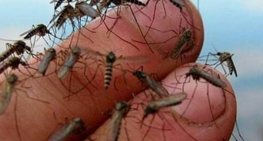 Новороссийцы сняли на видео нашествие комаров