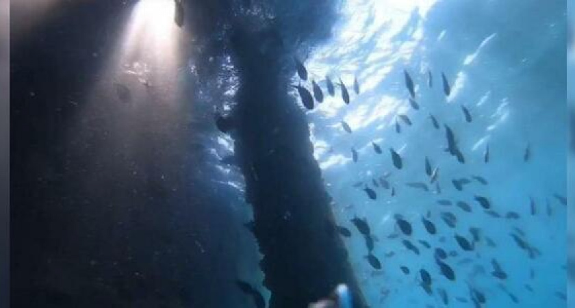 Пушистые водоросли и яркие рыбки. Как выглядит Суджукский маяк под водой (видео)