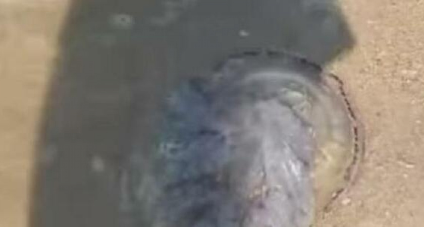 В море под Новороссийском замечена гигантская медуза