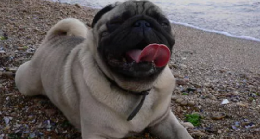 «Это нормально: среди детей купать собак?»: новороссийцы пришли на пляж «Нептун» с четвероногим другом