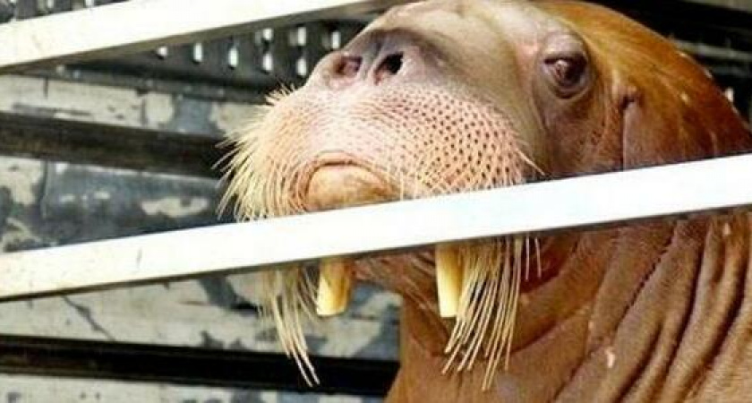 Добрая история: пожарные несколько часов поливали холодной водой двух моржей, не доехавших на Утриш