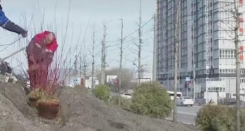 В Новороссийске на Мысхакском шоссе высаживают высокие клены и ярко-красный дерн