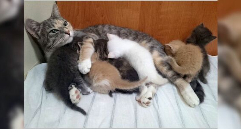 Кошка Муся, которая «служит» на подводной лодке новороссийской ВМФ, родила котят на глубине 200 метров