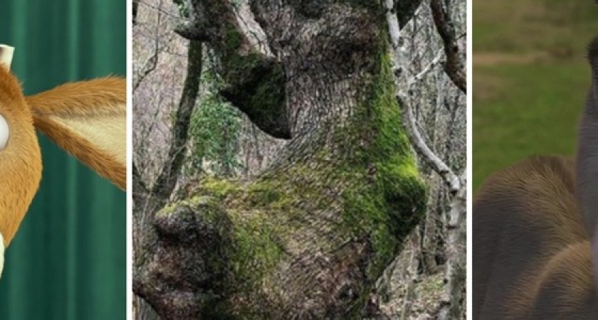 Олень Элиот или осел из «Шрека»: новороссийцы нашли необычное дерево в Мысхако, похожее на героев мультфильмов