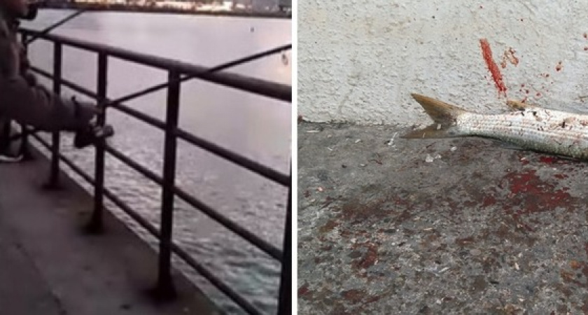 «Вызывай полицию! Мне все равно!»: как корреспондент НАШЕЙ пыталась бороться с новороссийскими браконьерами на Западном молу