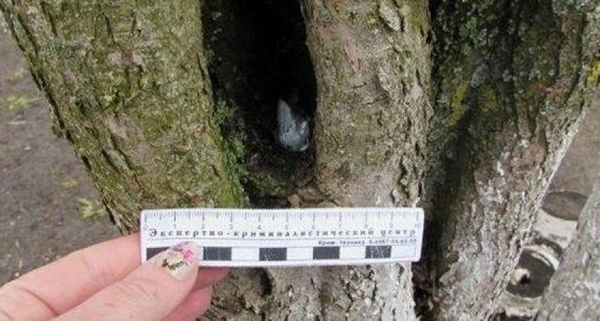 Полицейские Новороссийска нашли в дупле дерева килограмм наркотиков