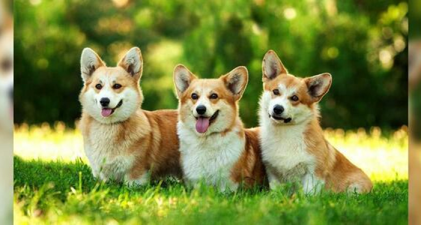 Заказывая доставку в «Едакратии», вы помогаете брошенным животным