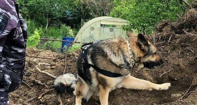 Поисковики обнаружили останки бойцов Красной армии под Новороссийском