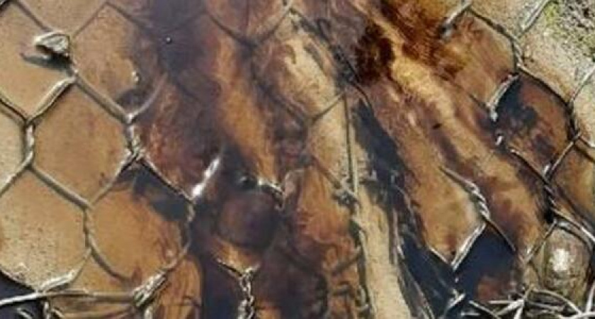 Черная смерть: новороссийцы жалуются на утечку черной жижи, похожей на нефть, в море