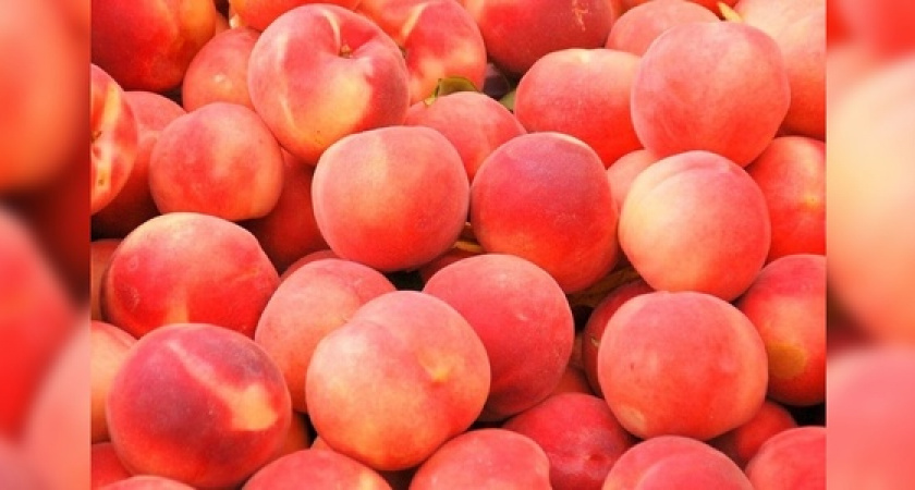 В порту Новороссийска задержали 4 партии зараженных нектаринов