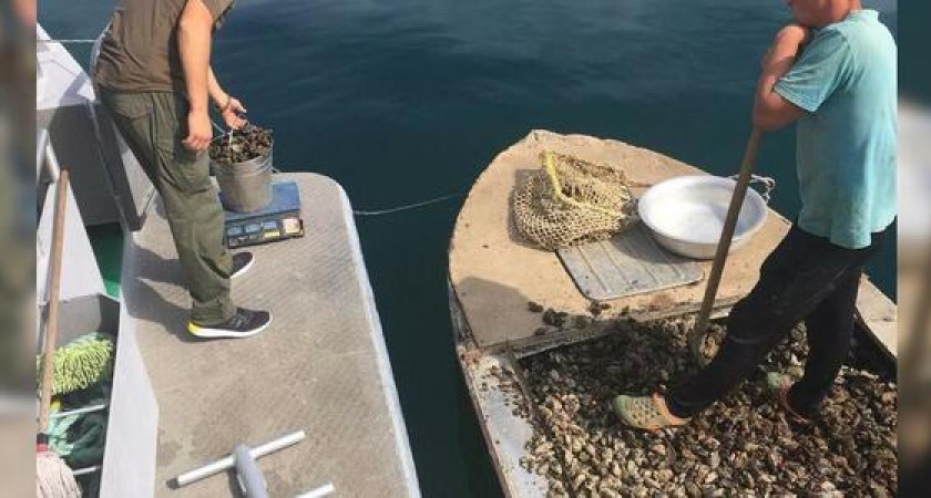 На набережной Новороссийска задержали браконьеров: мужчины незаконно собрали около тысячи мидий