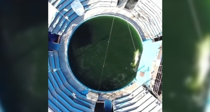 Прокуратура проверила содержание животных в дельфинарии в Новороссийске: комментарий ведомства