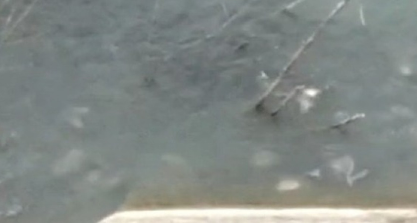 В озере Абрау вода «закипела» от рыбы. Новороссийцы обсуждают видео удивительного явления