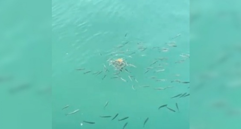 Жители Новороссийска сняли забавное видео, как стая рыб борется за хлеб