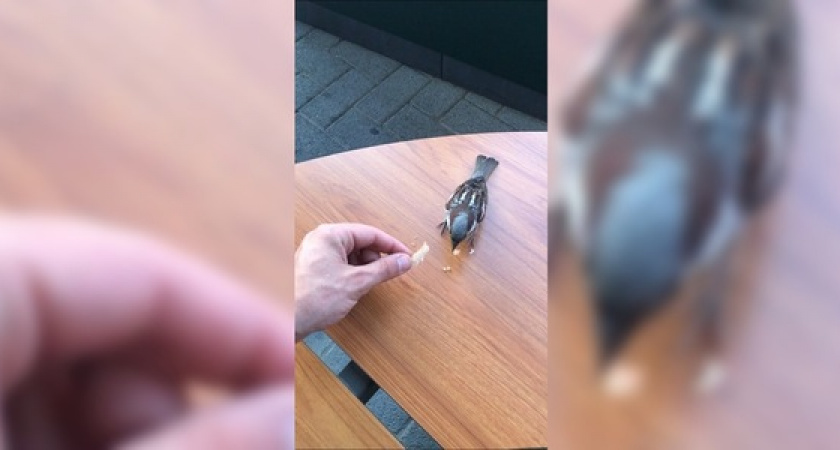 «Наглый воробушек»: жители Новороссийска сняли на видео, как птица прилетела полакомиться в фастфуд