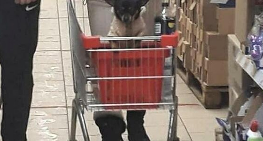 Новороссийцы возмущены, что некоторые клиенты супермаркетов сажают собак в продуктовые тележки