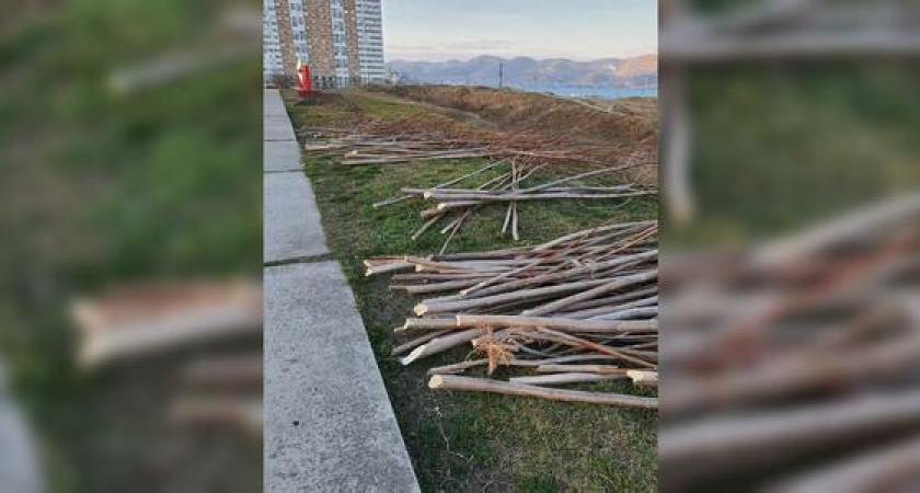 «Опять безжалостная вырубка!»: В Новороссийске на Малой Земле спилили деревья