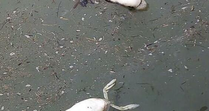 В Новороссийске на морвокзале в куче мусора плавают дохлые птицы