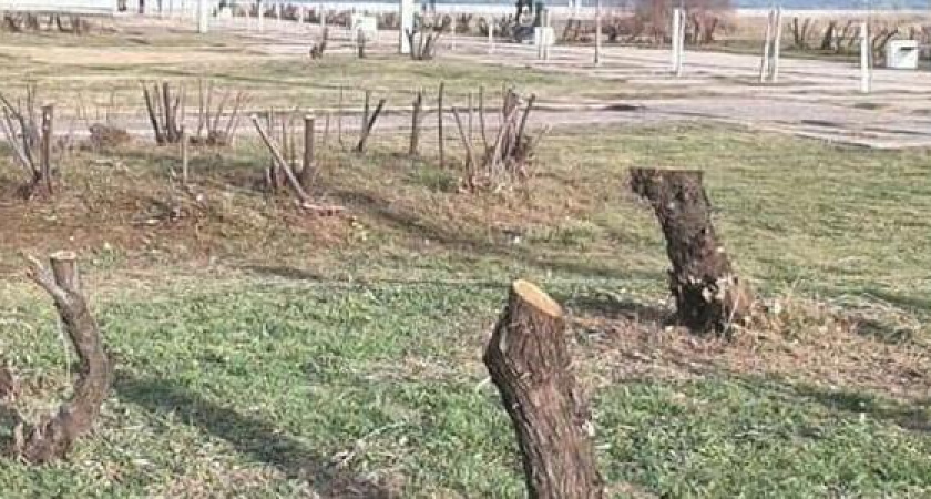 «Зачем так уродовать город?»: в Новороссийске деревья обрезают под самый ствол - варварство или правильный уход?