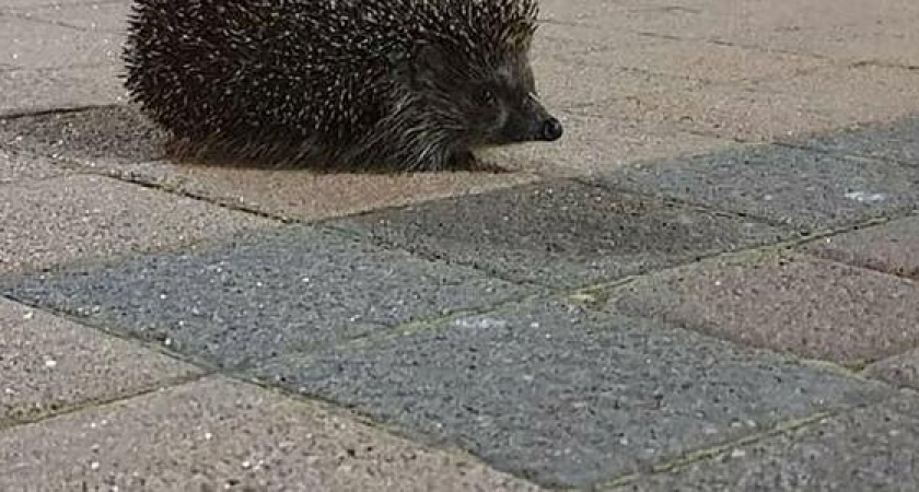 «Весна пришла!!!»: в Новороссийске по бульвару Черняховского гуляет еж
