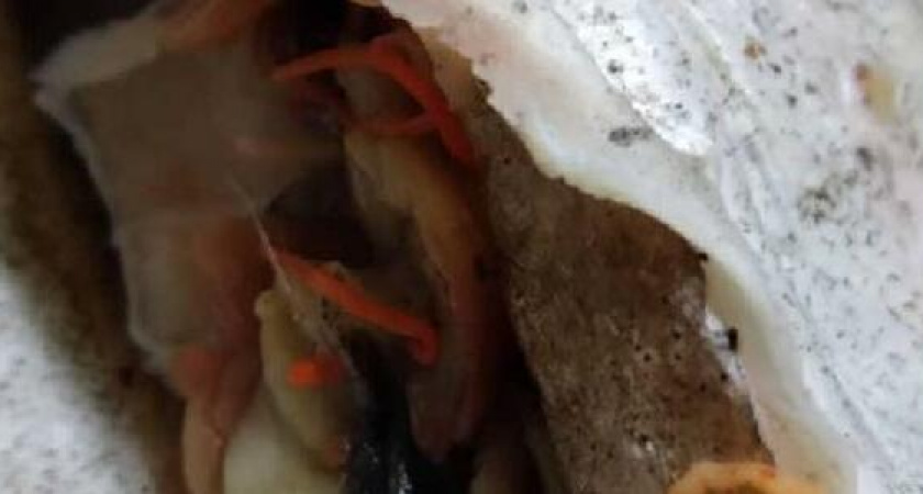 "Какая гадость!": жители Новороссийска купили в "Ленте" червивую рыбу