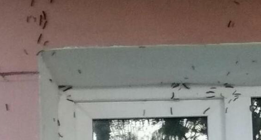 «Они съели все деревья и скоро выселят жильцов!»: новороссийцы жалуются на нашествие гусениц