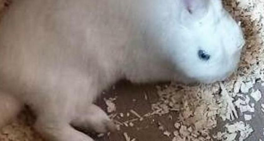 Хозяин, отзовись! Новороссийцы нашли в снегу голубоглазого кролика