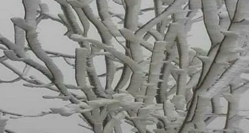 9 фото зимней сказки: в окрестностях Новороссийска деревья нарядились в пушистые ледяные гирлянды