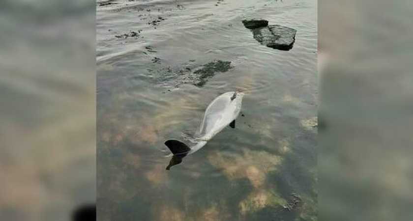 В Новороссийске на пляже Алексино прибило к берегу мертвого детеныша дельфина