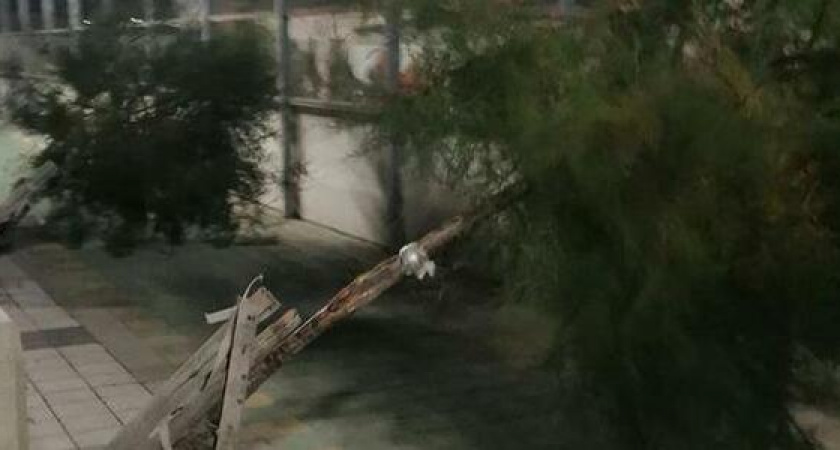 «Раньше это называлось вредительство, а сегодня - целевое освоение бюджета!» Норд-ост повалил саженцы тамариска на набережной Новороссийска