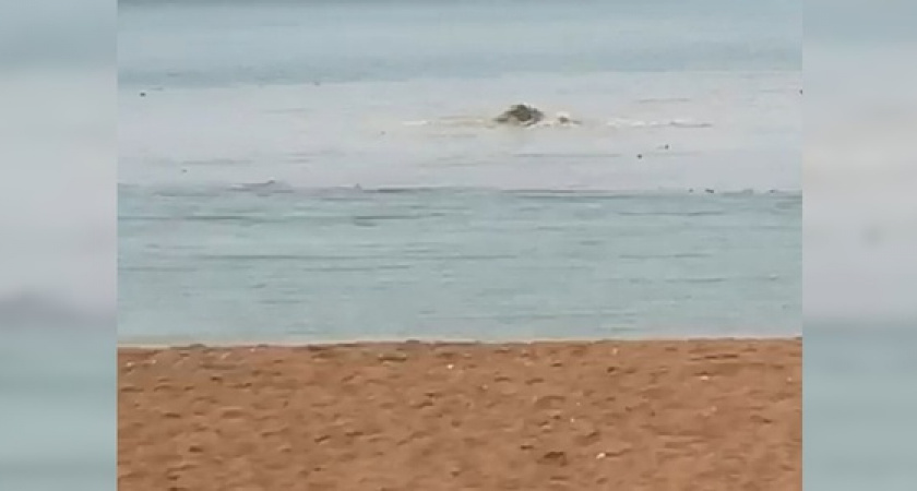 «Пятно в диаметре 50 метров»: очевидцы сняли на видео, как в Геленджике в море бьет фонтан из канализации