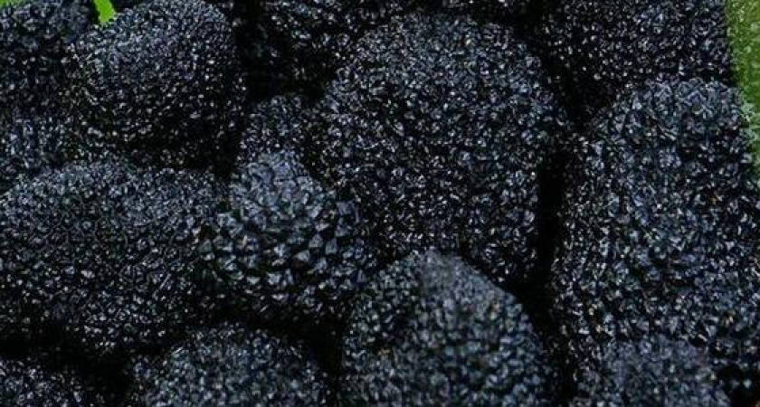 5 долларов за 1 грамм: горожанин нашел «черное золото» в лесу под Новороссийском