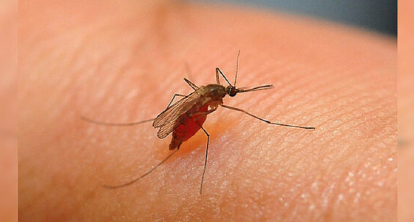 На Кубань пришла лихорадка Западного Нила: зарегистрировано 7 случаев заболевания после укусов комаров