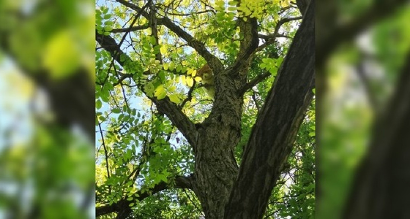 Кот просидел на дереве несколько дней: его пришлось снимать новороссийским спасателям