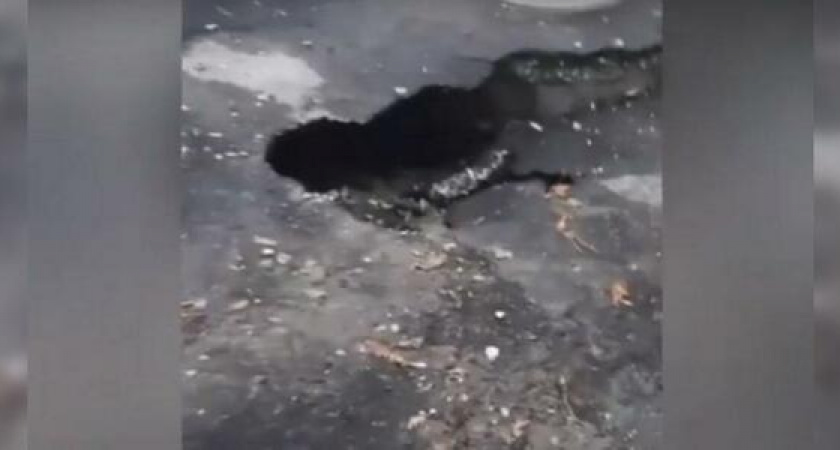 Спасательные службы взяли под контроль ситуацию с обвалом на побережье Новороссийска