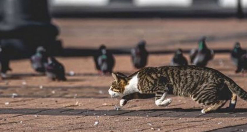 «История неудачной охоты»: фотограф из Новороссийска опубликовал серию снимков, которая восхитила подписчиков