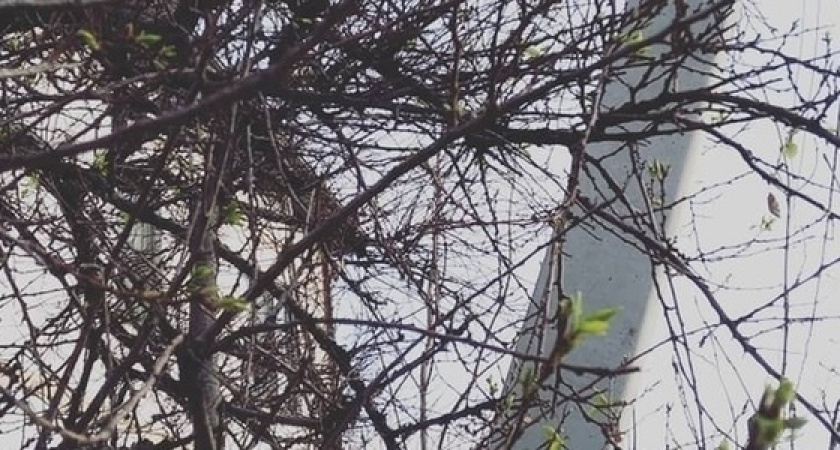 Из-за аномально теплой зимы в Новороссийске зацвели плодовые деревья